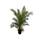 Tropictrees Kanarische Dattelpalme