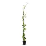 Tropictrees Toskanischer Sternjasmin