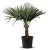 Tropictrees Trachycarpus Fortunei