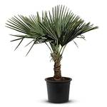 Tropictrees Trachycarpus Fortunei