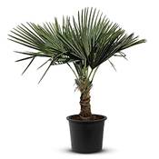 Tropictrees Trachycarpus Fortunei