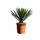 Tropictrees Winterharte Palme 'Filifera'