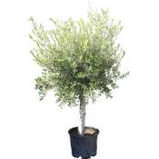 Tropictrees Winterharter Olivenbaum (160 - 170 cm) Vergleich