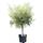Tropictrees Winterharter Olivenbaum (160 - 170 cm)