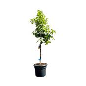 Tropictrees Zitronenbaum CITL Vergleich