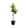 Tropictrees Zitronenbaum CITL