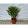 Tropictrees Zwergpalme