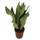 unsere-gaertnerei-mueller Bogenhanf Sanseveria Moonshine