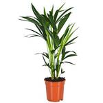 Unsere-gaertnerei-mueller Kentia-Palme