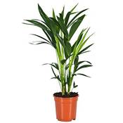 Unsere-gaertnerei-mueller Kentia-Palme Vergleich