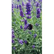 Gärtnerei Müller Lavendel Angustifolia