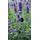 Gärtnerei Müller Lavendel Angustifolia
