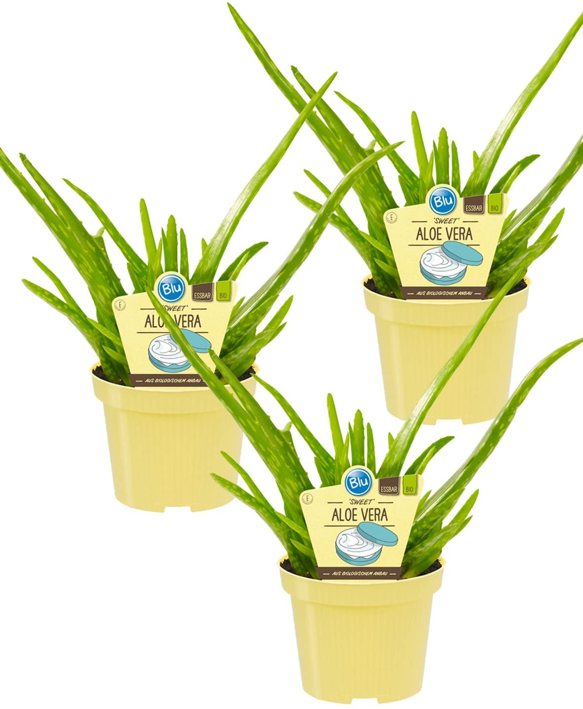 Echte Aloe Vera Barbadensis Medizinisch  ppige Zimmerpflanze Ca. 30 Cm Im  12er Topf Zimmerpflanze Aloe Vera