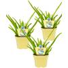 Unsere Gärtnerei Müller Bio Aloe vera Sweet