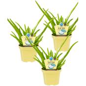 Unsere Gärtnerei Müller Bio Aloe vera Sweet