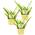 Unsere Gärtnerei Müller Bio Aloe vera Sweet