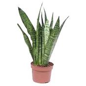 Unsere Gärtnerei Müller Bogenhanf Sansevieria zeylanica Vergleich