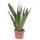 Unsere Gärtnerei Müller Bogenhanf Sansevieria zeylanica