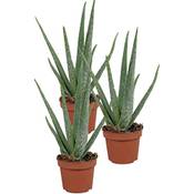 Unsere Gärtnerei Müller Echte Aloe vera Vergleich