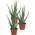 Unsere Gärtnerei Müller Echte Aloe vera