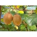 Unsere Gärtnerei Müller Kiwi Pflanze