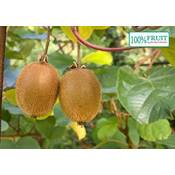 Unsere Gärtnerei Müller Kiwi Pflanze