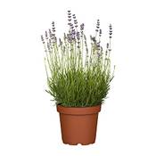 Unus Lavendel Angustifolia Vergleich