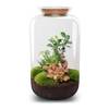 Urbanjngl Flaschengarten - Sven Bonsai mit Lampe