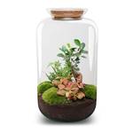 Urbanjngl Flaschengarten - Sven Bonsai mit Lampe