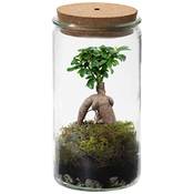 Vdvelde Bonsaiworld Bonsai Ginseng Vergleich