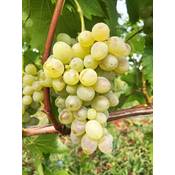 Vitiserve Tafeltraubenrebe Vergleich