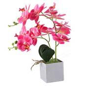 Vivilinen Phalaenopsis Vergleich