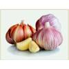 Vmoli Pflanzknoblauch