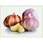 Vmoli Pflanzknoblauch