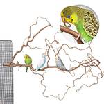 Vogelgaleria Korkenzieherhasel