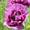 Mohn-Samen