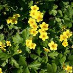 Pille-Baumschulen Waldsteinia Ternata