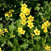 Pille-Baumschulen Waldsteinia Ternata