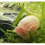 Wasserfarm Posthorn-Schnecke Vergleich