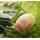 Wasserfarm Posthorn-Schnecke