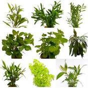 Wasserpflanzen Wolff Algenkiller-Set