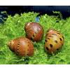 Waterplant Orange Track Rennschnecken