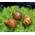 Waterplant Orange Track Rennschnecken