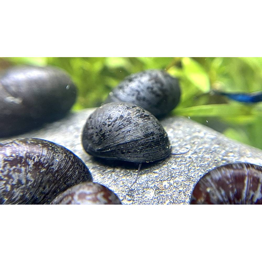 WaterPlants 5 Anthrazit-Napfschnecken – Algenfresser Fürs Aquarium, 2-3 Cm, Je 1,99 € – Keine Vermehrung!