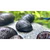 Waterplants Anthrazit-Napfschnecke