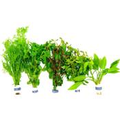 Waterplants Aquarium-Pflanzen
