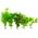 Waterplants Aquarium-Pflanzen