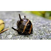 Waterplants Geweihschnecke