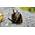 Waterplants Geweihschnecke