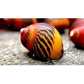 Waterplants Rote Rennschnecke Vergleich